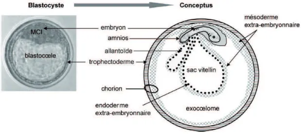 Figure A.12 | Du blastocyste au conceptus : formation des membranes
