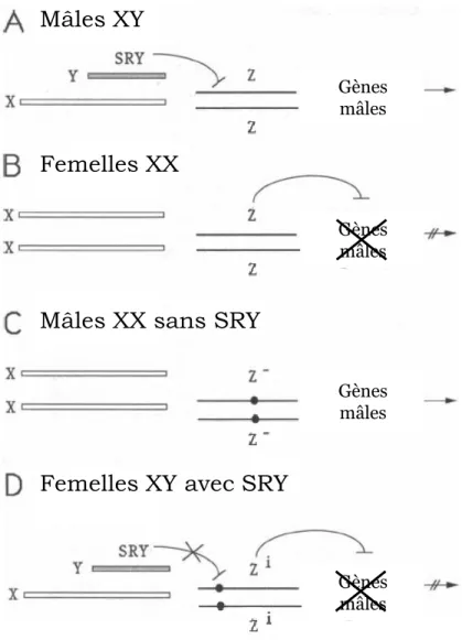 Figure 6 : Contrôle génétique de la détermination du sexe chez les mammifères :  l’hypothèse du gène  Z (d’après McElreavey et al.,  1993 - Proc