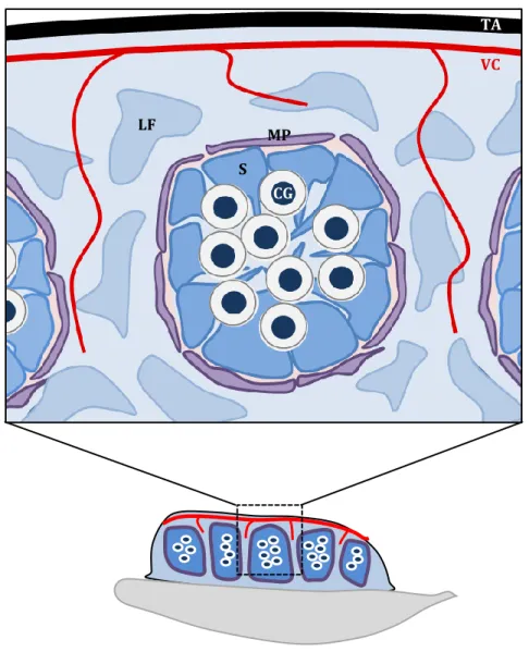 Figure  7  :  Organisation  du  testicule  fœtal.  Le  testicule  fœtal  est  composé  de  deux  compartiments : les cordons séminifères et l’espace interstitiel