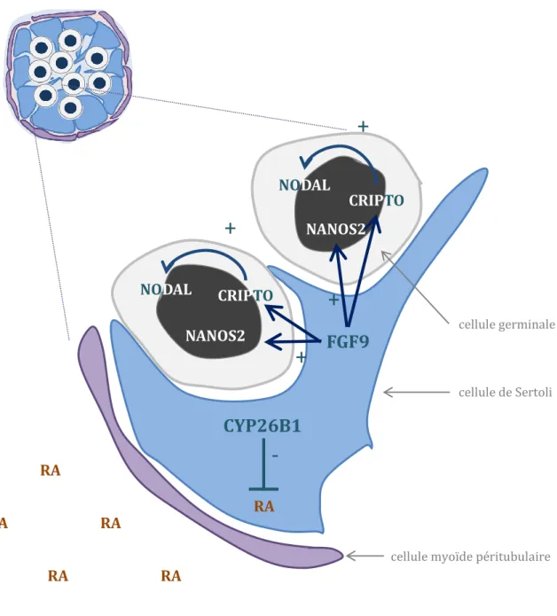 Figure 10 : La cellule de Sertoli empêche la différenciation des cellules germinales  XY
