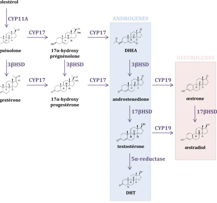 Figure  11  :  La  stéroïdogenèse.  Dans  les  cellules  stéroïdogènes,  la  synthèse  des  hormones  stéroïdes nécessite le transport du cholestérol dans la mitochondrie qui se fait via la protéine STAR