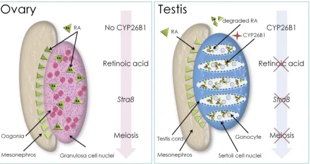 Figure  14  :  Modèle  de  la  régulation  de  l’entrée  en  méiose  par  l’acide  rétinoïque  pendant la vie fœtale (d’après de Griswold  et al., 2012 – Biol Reprod)