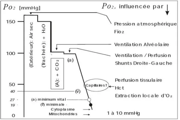 Figure 2 : Cascade de l’oxygène (a)=artériel, (v)=veineux. D’après www.md.ucl.ac.be/virtanes/oxy.PDF 
