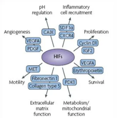 Figure 7 : Gènes activés par les facteurs HIF et qui sont impliqués dans la progression des tumeurs 