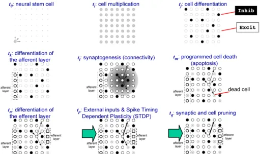Figure A.1: Early developmental phases in the life of a neural network module.