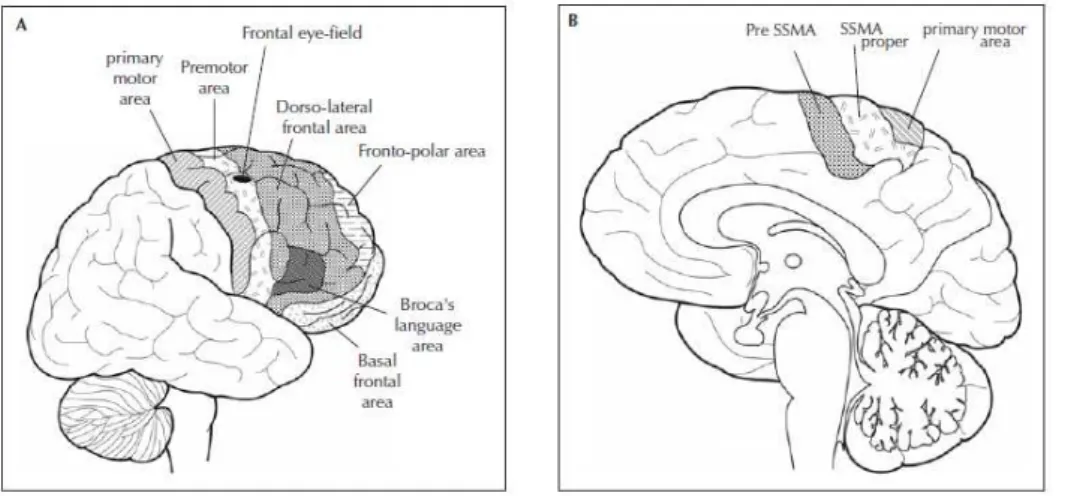 Figure  below  shows  the  schematic  relationships  of  different  motor  areas  in  the  frontal  lobe  which are related to motor epilepsy