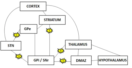 Figure 17 : Basal ganglia circuits showing possible locations implicated in epilepsy 