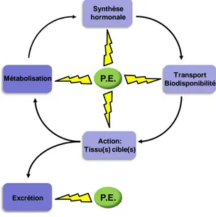 Figure 1 : Cibles des PE au sein du système endocrinien 
