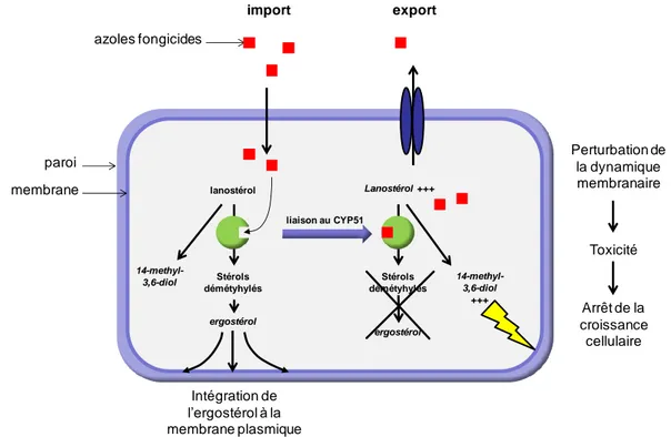 Figure 4 : schéma du mécanisme d‟action des azoles fongicides  sur les champignons ou les levures 
