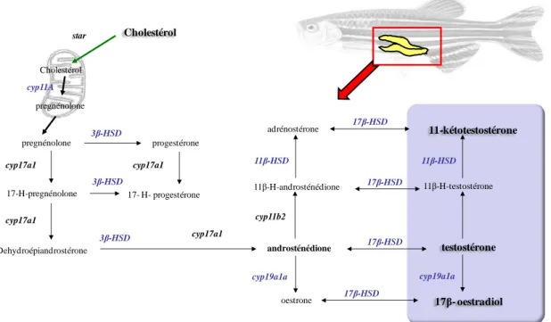 Figure 6 : Schéma de la stéroïdogenèse chez les poissons 