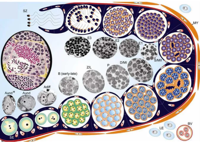 Figure 7: schéma d‟une coupe testiculaire de poisson illustrant les relations entre les cellules de  Sertoli et les cellules germinales ainsi que la progression de la spermatogenèse (cystique chez les 