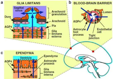 Figure 3:  voies  d’élimination  de  l’eau  au  cours  de  l’œdème  cérébral,  toutes sont riches en AQP4 (d’après Papadopoulos et al, Pediatr Nephrol,  2007) 