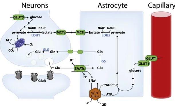 Figure  6  :  Représentation  schématique  de  la  navette  lactate  astrocyte- astrocyte-neurone d’après Bélanger et al., 2011