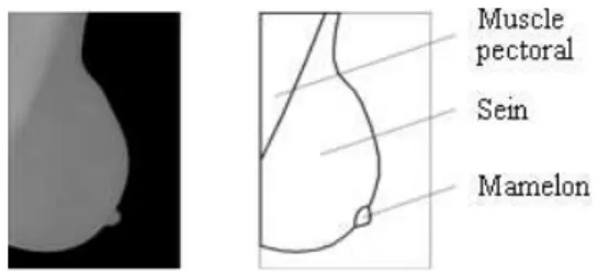 Figure 1 – Anatomie du sein 