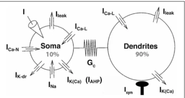 FIGURE 1 | The strong coupling model. The two compartments have similar passive properties, and they are coupled via a symmetrical conductance ten times larger than in the BRK model