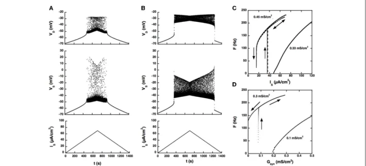 FIGURE 2 | Response of the strong coupling model (G c = 1 mS/cm 2 ) to excitatory input