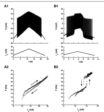 FIGURE 5 | An artificial L-type current injected in the soma can elicit a counterclockwise hysteresis in a spinal motoneuron