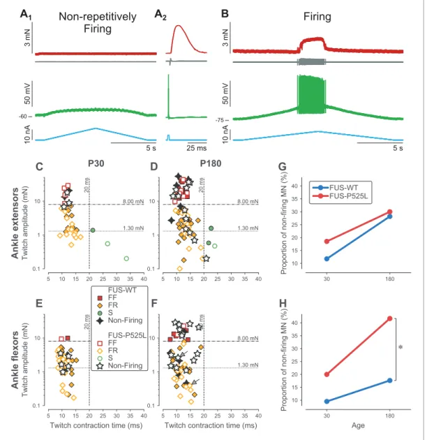 Figure 5. Loss of repetitive firing in a subpopulation of cells of FUS mice. (A) Example of an ankle flexor FUS P525L motoneuron (recorded at P180) that was unable to fire repetitively in response to a slow ramp of current (A 1 ), despite being able to gen