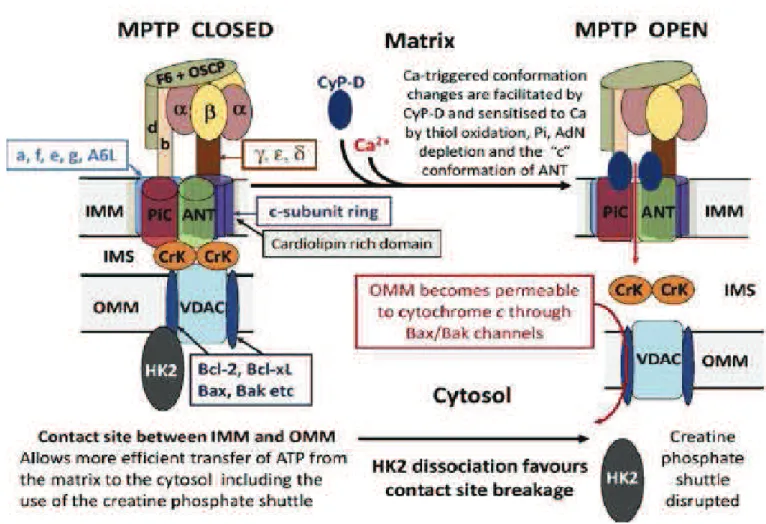 Figure 7: Schéma du mPTP (Halestrap J Mol Cell Cardiol 2015) 