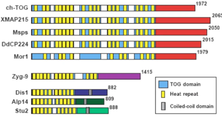 Figure  17.  Architecture  of  the  XMAP215/Dis1  family  of  MAPs.    TOG  domains  can  be  numbered  (TOG1, TOG2, etc)  from  left  to  right  based  on  their  positions  in  the  protein