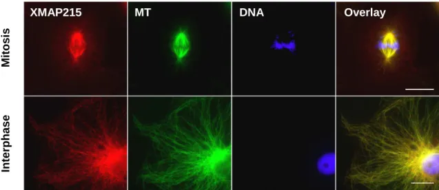 Figure 19. XMAP215 cellular localization. XL177 Xenopus laevis cells showing the XMAP215  localization in mitotic and interphasic cells