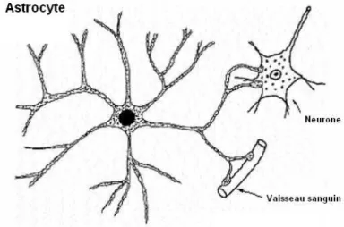 Figure 1 Schéma d’un astrocyte avec ses prolongements  connectés à un neurone et à un vaisseau sanguin  