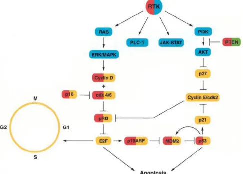 Figure 16 Cascades de signalisation en aval des récepteurs à tyrosine kinases  D’après Maher et al