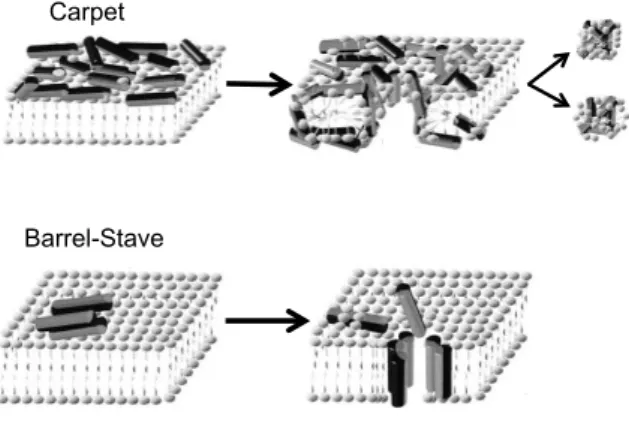 Figure 2 – Illustration de la translocation selon les modèles de carpet et barrel-stave (d’après Shai &amp; Oren (2001))