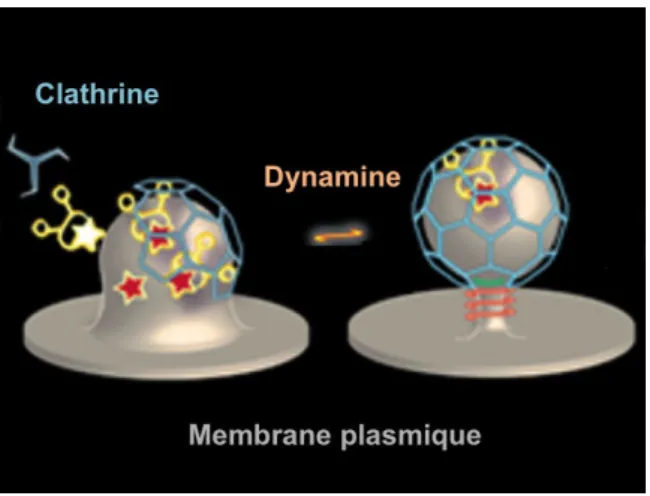 Figure 3 – Modèle classique de la formation d’une vésicule de clathrine (d’après Bou- Bou-crot &amp; McMahon (2011))