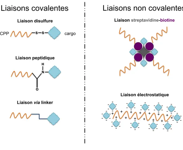 Figure 5 – Méthodes de couplage de cargos aux CPP