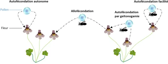 Figure  I.5 :  Illustration  des  différents  modes  de  fécondation  des  plantes  entomophiles  et  auto- auto-compatibles, avec l’exemple de  Cymbalaria  muralis