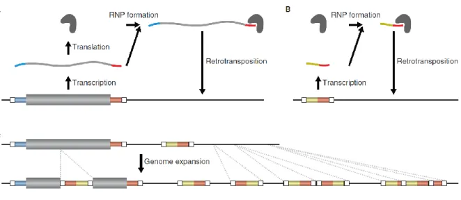 Figure 2.B.3.1 : amplification de la taille des génomes sous l’action d’ETs (rétrotransposons)  Figure issue de (Suh, 2019) (Figure 2) 