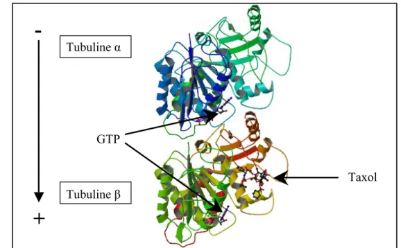 Figure 3. Représentation tridimensionnelle de la structure du dimère de tubuline. 