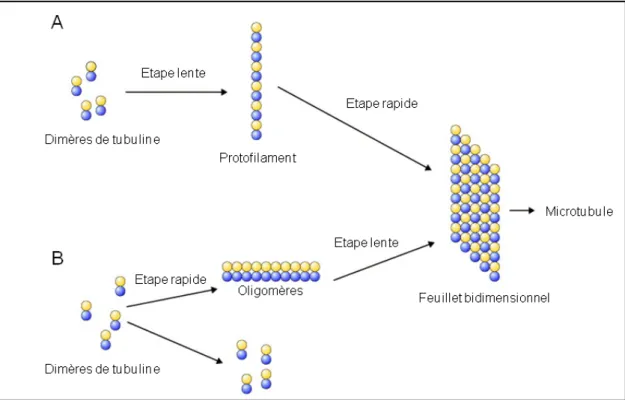 Figure  6.  Deux  modèles  expliquant  la  nucléation  des  microtubules  in  vitro.  Les  microtubules  se  forment  à  partir  d’un  noyau  de  nucléation  sous  forme  de  protofilaments  (A)  ou  sous  forme  d’oligomères (B)