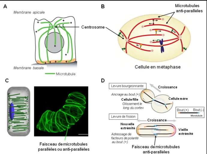 Figure  10.  Organisation  du  réseau  de  microtubules  dans  différents  types  cellulaires