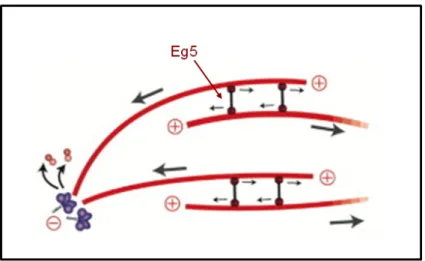 Figure  15.  Kinésine  formant  des  faisceaux  de  microtubules  anti-parallèles  au  niveau  de  la  midzone