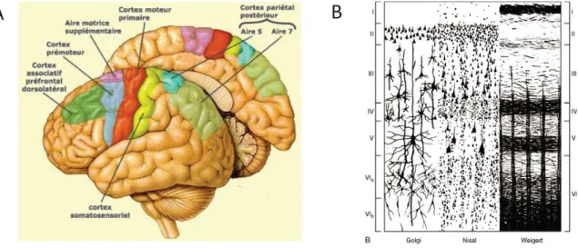 Figure 1: Organisation anatomique du cortex. (A) Représentation des différentes aire corticales chez l’Homme