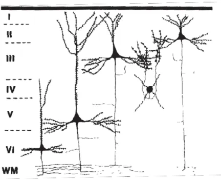 Figure 3: Caractéristique morphoͲanatomique des neurones excitateurs corticaux. (A) Les neurones excitateurs sont pyramidaux dans toutes les couches sauf en L4 où ils adoptent une morphologie étoilée; (B) Les différents types de neurones excitateurs en fon