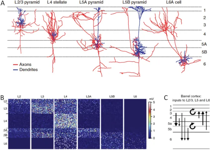 Figure 6: Connectivité des neurones glutamatergiques corticaux. (A) Arborisation axonale (rouge) et dendritique (bleu) des formes typiques de cellules excitatrices.