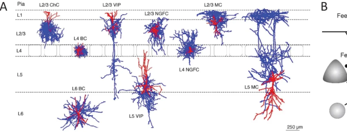 Figure 8: Connectivité des interneurones GABAergiques corticaux. (A) Arborisation axonale (bleu) et dendritique (rouge) des formes typiques d’interneurones