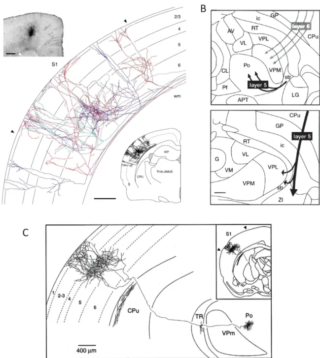 Figure 9: Connectivité longue distance des neurones du cortex somatosensoriel primaire