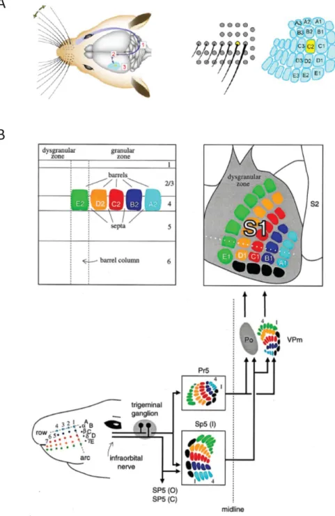 Figure 10: Des vibrisses au cortex en tonneaux. (A) Les vibrisses sont organisées sur le museau du rat comme les colonnes dans le S1Bf en 5 colonnes et 9 arcs