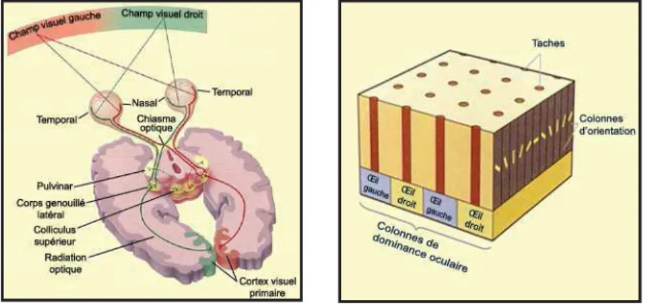 Figure  1:  A  gauche,  schéma  de  description  du  système  visuel  de  la  rétine  aux  différentes  structures  sous- sous-corticales et sous-corticales