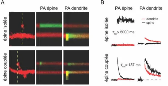 Figure 8. Le cou de l’épine dendritique forme une barrière de diffusion aux protéines solubles   