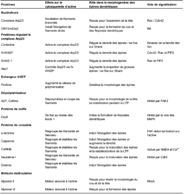 Tableau 1. Protéines régulatrices de l’actine impliquées dans la morphogenèse des épines dendritiques 