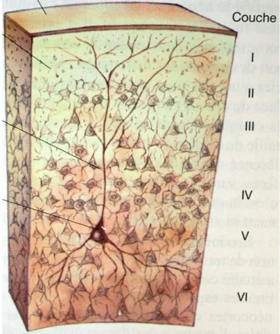 Figure 1.4 : Les différentes couches du cortex cérébral (Modifié d’après  5 ) 
