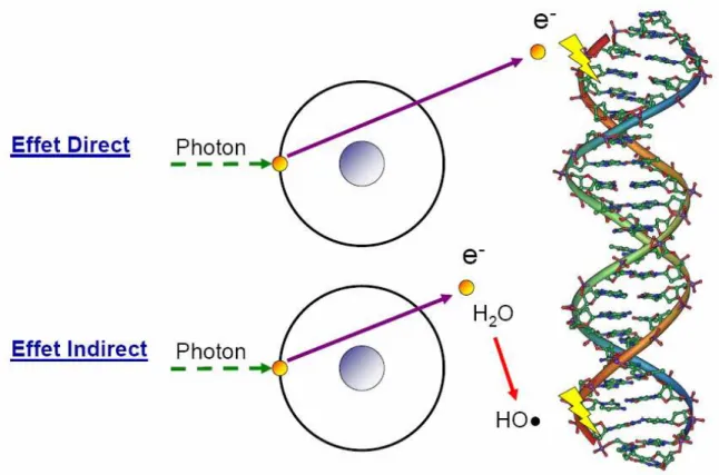 Figure 3.5 : Effet direct et indirect des radiations ionisantes sur la molécule d’ADN