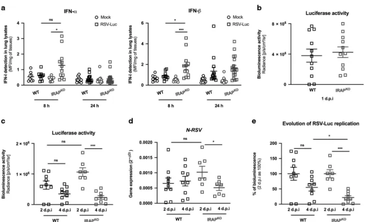 Fig. 9 IRAP-de ﬁ cient newborn mice display an enhanced production of type I IFNs in the lungs and better control of RSV replication.