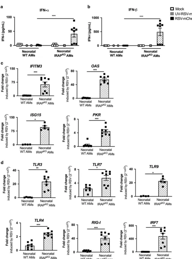 Fig. 4 Deletion of IRAP restores type I IFN pathway in neonatal AMs following in vitro RSV infection