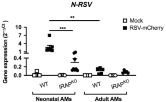 Fig. 7 Neonatal IRAP KO AMs restrain more ef ﬁ ciently the RSV replication than neonatal WT AMs